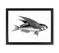 Oceanic Flying Fish In Black & White By George Shaw Vintage Framed Print | A2 Black Framed Wall Art | Ready to Hang | Classic Animal Picture | Living Room Bedroom Lounge Office