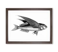 Oceanic Flying Fish In Black & White By George Shaw Vintage Framed Print | A2 Walnut Framed Wall Art | Ready to Hang | Classic Animal Picture | Living Room Bedroom Lounge Office