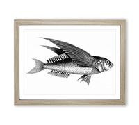 Oceanic Flying Fish In Black & White By George Shaw Vintage Framed Print | A3 Oak Framed Wall Art | Ready to Hang | Classic Animal Picture | Living Room Bedroom Lounge Office