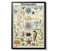 Oceanography Illustration, Adolphe Millot Poster, Botanical print, Wildlife Science Wall Art, Animal Nature Gift Idea, Archival Matte, A2 (Framed) - 59.4x42cm