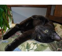 Ocicat, Norwegian Forest Cat, Selkirk Rex, Abyssinian, Bombay, and Havana Brown Cats