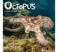 Octopus 2027 Wall