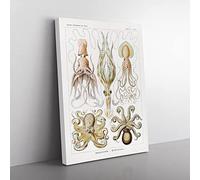 Octopus And Squid By Ernst Haeckel Vintage Canvas Wall Art Print Ready to Hang, Framed Picture for Living Room Bedroom Home Office Décor, 76x50 cm (30x20 Inch)