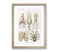 Octopus And Squid By Ernst Haeckel Vintage Framed Print | A2 Oak Framed Wall Art | Ready to Hang | Classic Animal Picture | Living Room Bedroom Lounge Office