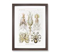 Octopus And Squid By Ernst Haeckel Vintage Framed Print | A3 Walnut Framed Wall Art | Ready to Hang | Classic Animal Picture | Living Room Bedroom Lounge Office