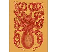 Octopus Coral Yellow Art Print Canvas Premium Wall Decor Poster