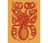 Octopus Coral Yellow Large Wall Art Print Canvas Premium Poster