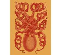 Octopus Coral Yellow Unframed Art Print Poster Wall Decor 12x16 inch