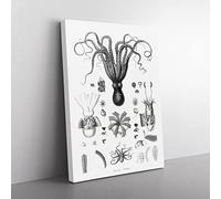 Octopus Illustrations By E.F. Jomard Vintage Canvas Wall Art Print Ready to Hang, Framed Picture for Living Room Bedroom Home Office Décor, 60x40 cm (24x16 Inch)