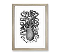 Octopus In Black & White By George Shaw Vintage Framed Wall Art Print, Ready to Hang Picture for Living Room Bedroom Home Office Décor, Oak A2 (64 x 46 cm)