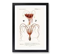 Octopus & Squid by Charles d' Orbigny Framed Print | A2 Black Framed Wall Art | Ready to Hang | Modern Animal Picture | Living Room Bedroom Lounge Office