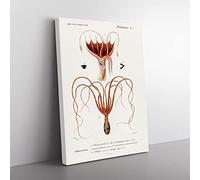 Octopus & Squid By Charles D' Orbigny Vintage Canvas Wall Art Print Ready to Hang, Framed Picture for Living Room Bedroom Home Office Décor, 50x35 cm (20x14 Inch)