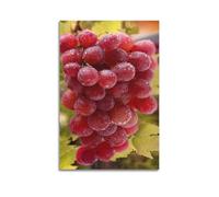 ODGYENGW Kitchen Poster Food Poster Fresh Grapes Fruit with Water Drop Decorative Painting Canvas Wall Artworks Picture 24x36inch(60x90cm)