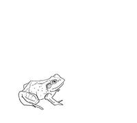 O'Donovan, Aoife - Bull Frogs Croon (And Other Songs) [VINYL]