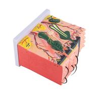 OEBUAFI Human Skin Model Anatomy Teaching Aid with 50X Magnified, Clearly Displays Skin Layers and Structures, PVC Material