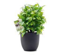 OFFIDIX Mini Plastic Eucalyptus Artificial Plants with Vase for Office desk, home and friends’ gift Fake Plant with Plastic Pots for Home Decoration (Green)