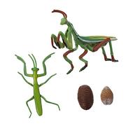 OFFIGAM 1 Set Mantis Life Cycle Growth Model Realistic Educational for Early Learning Prop for Insect Recognition and Nature Homeschooling