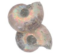 OFFIGAM 2pcs Sliced Ammonite Mineral Models for Boys and Girls Educational Specimen Organic Shapes, for Decoration and Office Display as Fun and Educational Adornment