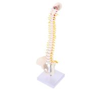 OFFIGAM PVC Human Spine Anatomy Model with Pelvis Sacrum Femur Heads and Herniated Lumbar Disc Realistic Vertebral Column with Nerve Branches Stand for Medical Education and Use