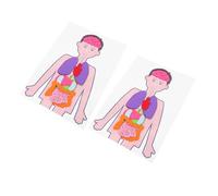 OFFSCH 2 Sets DIY Human Organs Model Teaching Aids for Lightweight Cognitive Plaything Enhancing Observation Imagination and Motor Skills Development
