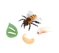 OFFSCH Cycle Educational for Realistic Plastic Insect Growth Models Montessori Science Learning Kit for Preschool Creative Play and School Projects Bee Growth Cycle Figures