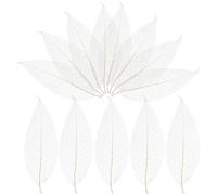 OFFSCH Magnolia Dried Leaf Vein Specimens Natural Skeleton Leaves for Craft Projects Diy Materials Bookmark Accessory Greeting Cards Art Decoration 11.41X3.74X0.04In