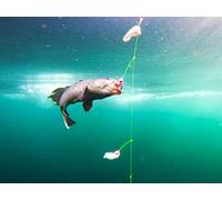 Offshore Deep Droppin for Black Sea Bass off Virginia Beach