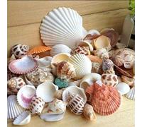 Ogquaton 100g Sea Beach Shells,Mixed Crafts Seashells Photo Props Aquarium Fish Tank Decor Durable and Practical