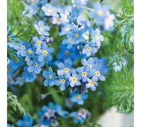 Oh So Precious Memorial Forget-Me-Not Seeds - Suitable For Indoor/outdoor
