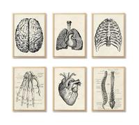 Ohhvvow Human Anatomy Artwork Medical Wall Art Canvas, 12 * 18 Inch Muscle Skeleton Vintage Poster Nordic Canvas Print Education Painting Modern Decor, Unframed