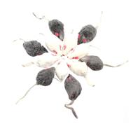 OHPHCALL 12pcs Interactive Velvet Cat Set Simulation Mouse Plush Plaything for Cat Interaction with Safe Material to Attract Cat's Attention and Encourage Play