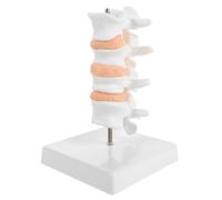 OHPHCALL Mini Spine Anatomy Model for Human Backbone with Pvc Material and Stand, for Teaching and Study Display, Featuring Anatomy Visualization and Osteoporosis Display