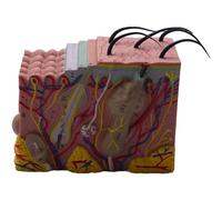 Oikabio Skin, 35 x Skin and Hair Structure Extend Anatomical Anatomy for Classroom Study Exhibition Teaching