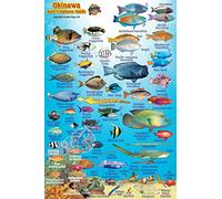 Okinawa Japan Reef Creatures Guide Franko Maps Laminated Fish Card 4"x6"