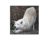 OKNGB Arctic Predator Wildlife Poster White Wolf Poster Decorative Painting Canvas Wall Posters And Art Picture Print Modern Family Bedroom Decor Posters 28x28inch(70x70cm)
