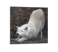 OKNGB Arctic Predator Wildlife Poster White Wolf Poster Decorative Painting Canvas Wall Posters And Art Picture Print Modern Family Bedroom Decor Posters 12x12inch(30x30cm)