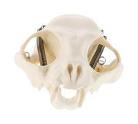 OKUMEYR Authentic Cat Skull Anatomy Model Realistic Cat Head Skeleton Display for Teaching Training and Classroom Decor Educational Prop for Anatomical Studies