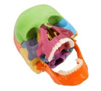 OKUMEYR Detachable Anatomical Skull Model with Color Coded Parts for Anatomy Students Educational Study Tool for Medical Training and Research Detailed Human Skull Representation for