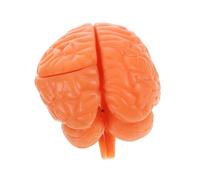 OKUMEYR Detachable Human Brain Model Realistic Anatomy Display for Medical Education Interchangeable Parts for Classroom Study for Science Research and Learning