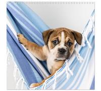 Old English Bulldog puppy in the hammock (Wall Calendar 2026 12" x 24" / 30 x 60 cm (open)) CALVENDO 12 Month Wall Calendar