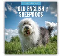 Old English Sheepdog 2025 Square Wall Calendar