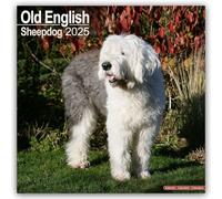 Old English Sheepdog Calendar 2025 - Dogs - Month To View