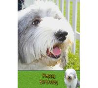 Old English Sheepdog Birthday Card