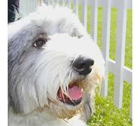 Old English Sheepdog Greeting Card - Square