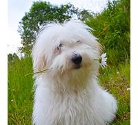 Old English Sheepdog Greeting Card - Square
