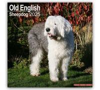 Old English Sheepdog Calendar 2025 - Dogs - Month To View