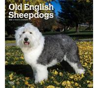 Old English Sheepdogs 2026 Square Flap Calendar