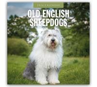 Old English Sheepdogs 2026 Square Wall Calendar: Original Red Robin Publishing Ltd-Kalender [Mehrsprachig] [Kalender]