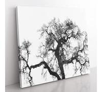Old Oak Tree Painting Modern Canvas Wall Art Print Ready to Hang, Framed Picture for Living Room Bedroom Home Office Décor, 50x50 cm (20x20 Inch)