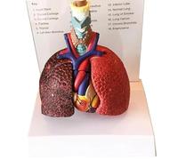 OLDMFZP Human Laryngeal Cardiopulmonary Model, Life Size 3 Removable Organs Human Laryngeal Heart and Lung Anatomy Model PVC Labeled Number for Students Study Display Teaching